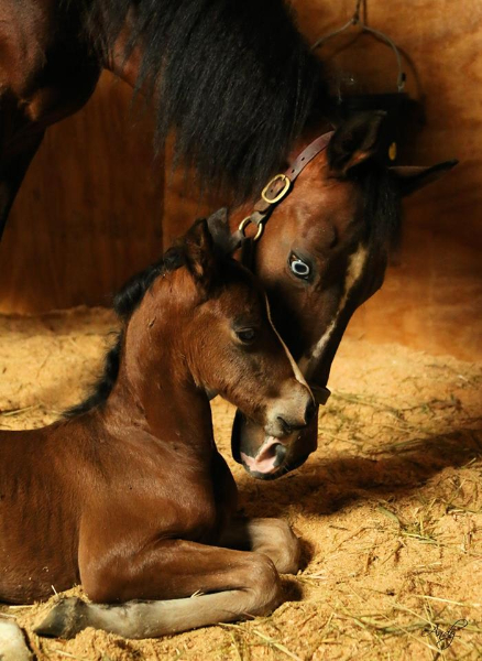  Morgan colt FMS Brother&rsquo;s Grimm produced by Pondview Aurora
